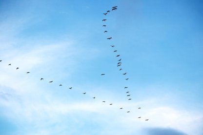birds_migration